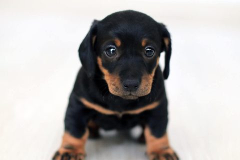 Propreté du chiot : les 7 règles d&rsquo;or