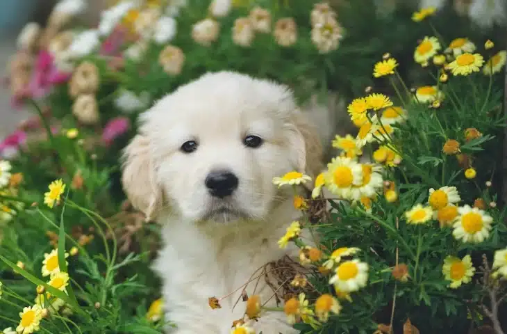 Eduquer son chiot entre 2 et 5 mois