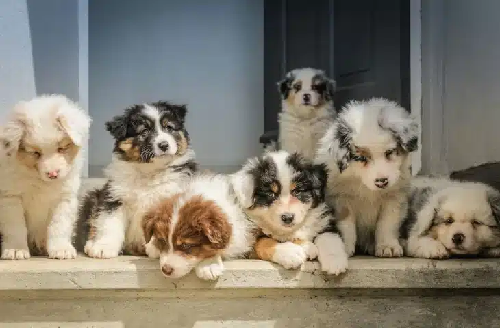 Choisir un chien mâle ou femelle ?