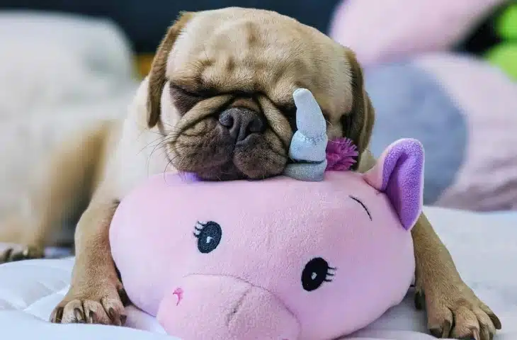 Les accessoires indispensables pour préparer l&rsquo;arrivée de votre chien