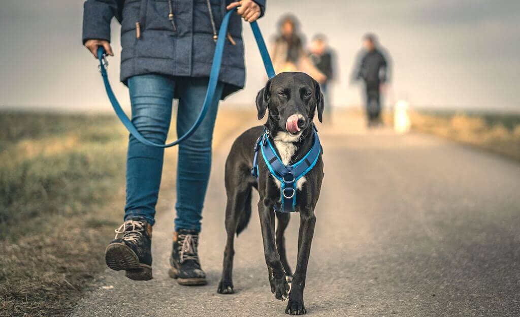 Utiliser les bonnes méthodes pour apprendre à votre chien à marcher en laisse sans tirer