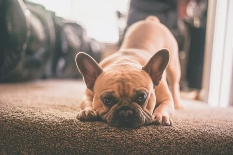 Bouledogue Français : petit molosse, grand charisme !