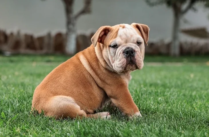 Le Bulldog : une race à la personnalité unique !