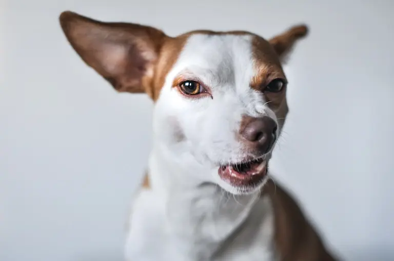 Comment gérer chien dominant avec les autres chiens ?