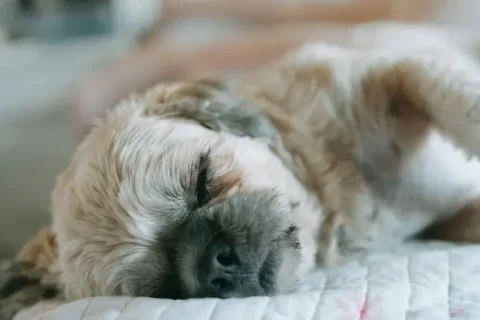 Mon chien est-il somnambule ? Une question inattendue, mais fascinante !