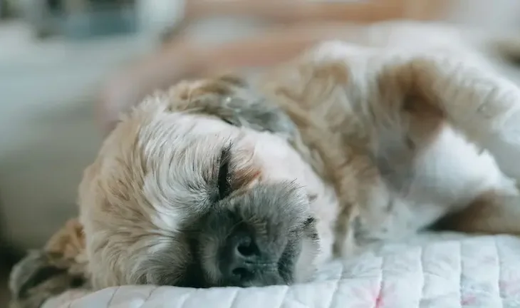 Mon chien est-il somnambule ? Une question inattendue, mais fascinante !