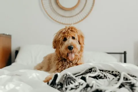 Pourquoi mon chien fait pipi sur mon lit ? Explications et solutions d’un éducateur canin