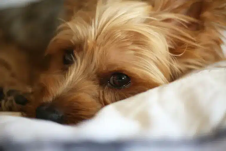 Pourquoi mon chien n'est pas propre à un an ?