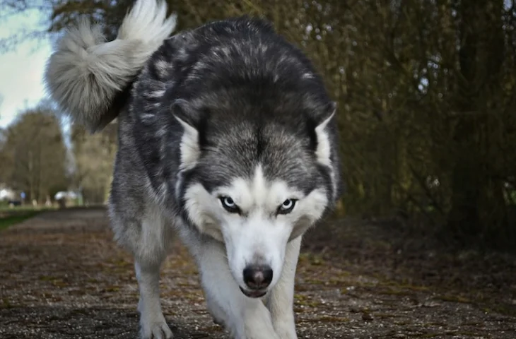 Chien dominant avec les autres chiens : que faire ?