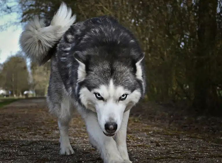 chien dominant avec les autres chiens