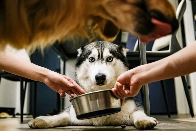 Haricots blancs pour chien