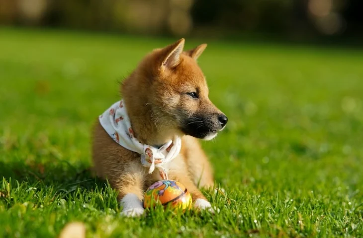 Mon chien ne veut pas faire ses besoins dans le jardin : mes conseils et astuces