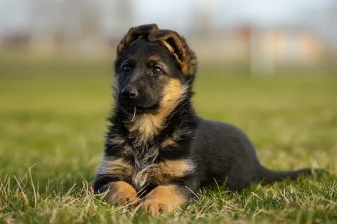 À quel âge se redressent les oreilles d’un chiot ?