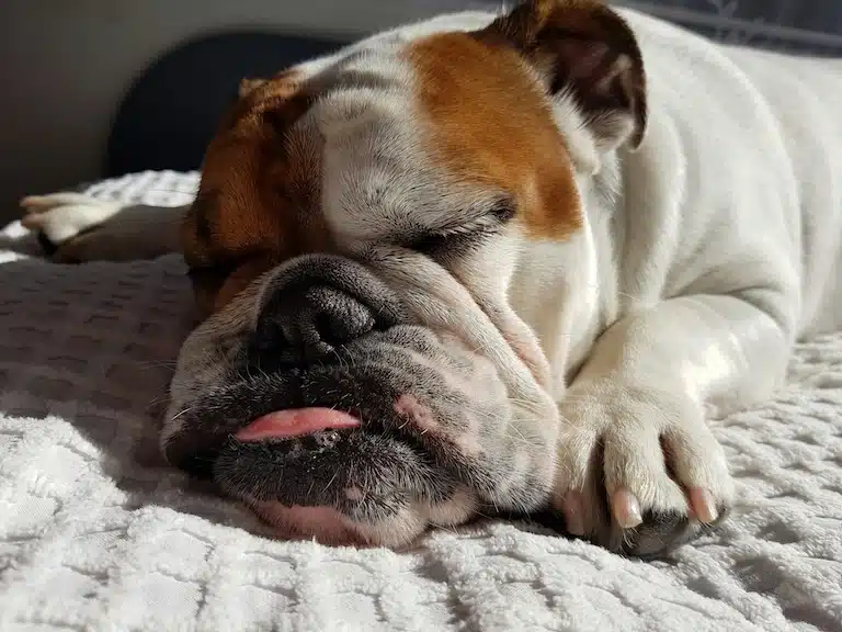 Chien calme et pantouflard qui leche le canapé
