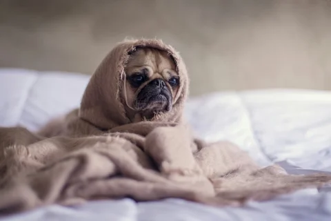 Herpès du chien transmissible à l’homme : que faut-il savoir ?