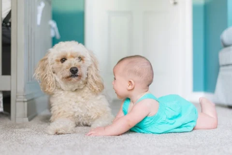 Mon chien n&rsquo;accepte pas mon bébé : conseils d&rsquo;un éducateur canin