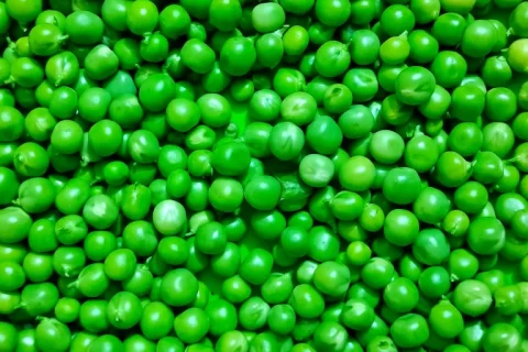 Peut-on donner des petits pois à un chien ?