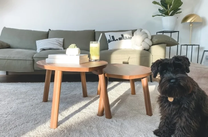 Pourquoi mon chien lèche le canapé ?