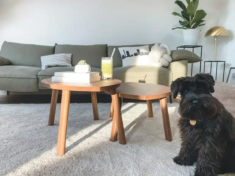 Pourquoi mon chien lèche mon canapé : conseils d'un éducateur canin