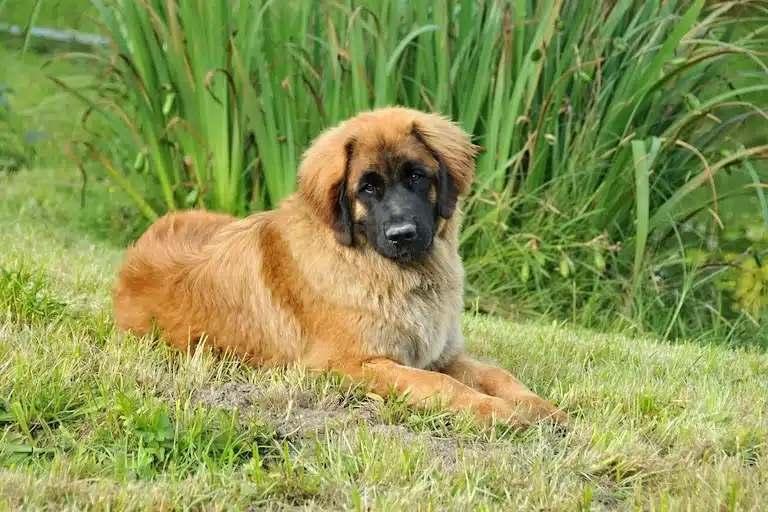 Donner du chou fleur à son chien : astuces et recette