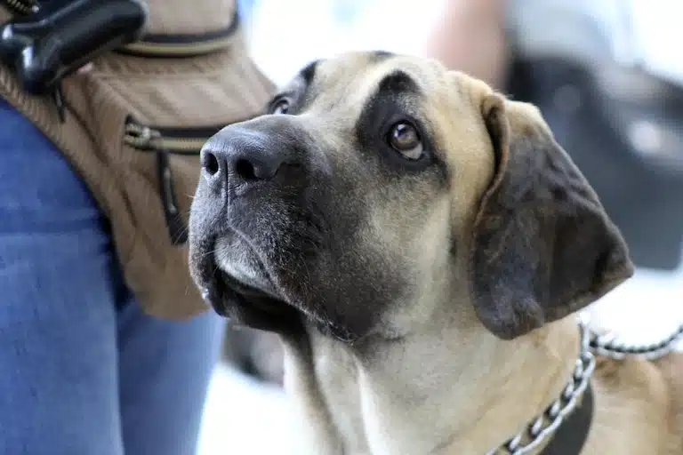aimer les chiens pour être éducateur canin