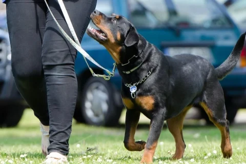 8 idées reçues sur le métier d’éducateur canin