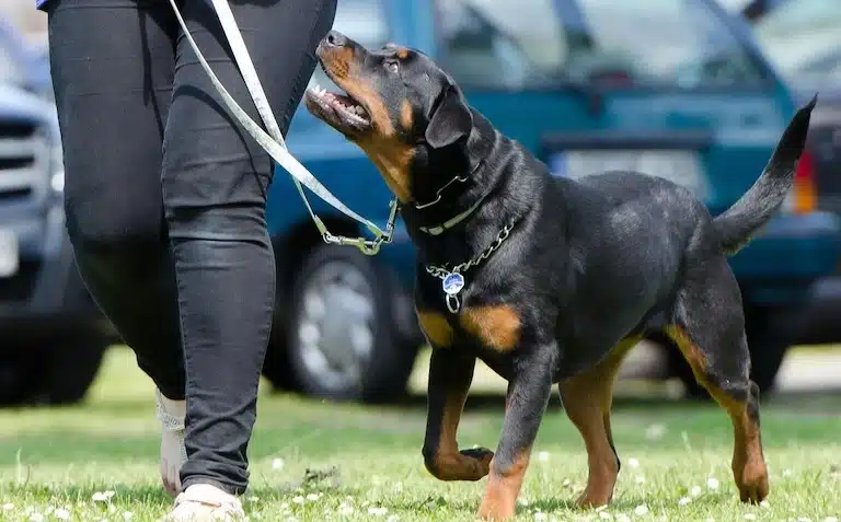 Métier d'éducateur canin : 8 idées reçues