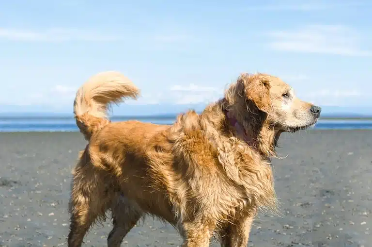 Mon chien a bu de l’eau de mer : les bons réflexes à avoir