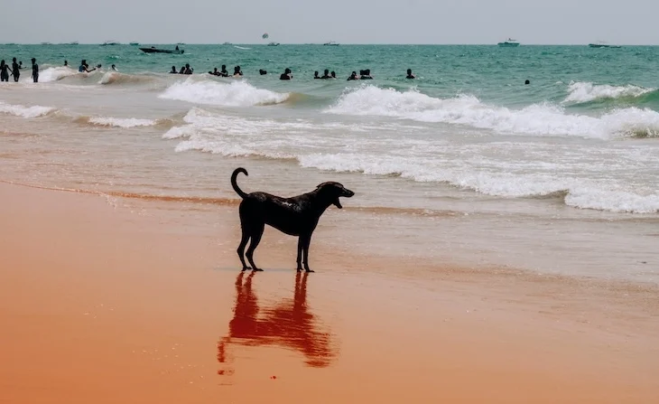 Mon chien a bu de l’eau de mer : que faire ?