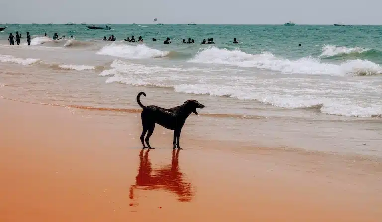 Mon chien a but de l'eau de mer : précautions à prendre