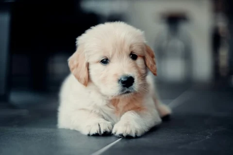 Comment apprendre à son chien à attendre calmement sa gamelle : guide simple