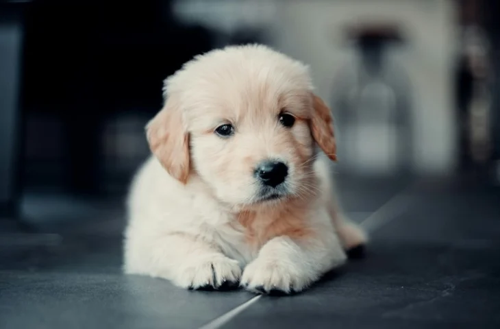 Comment apprendre à son chien à attendre calmement sa gamelle : guide simple