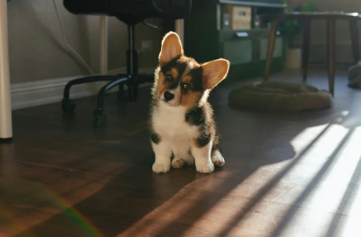 Apprendre à son chien à ne pas quémander à table : astuces et conseils
