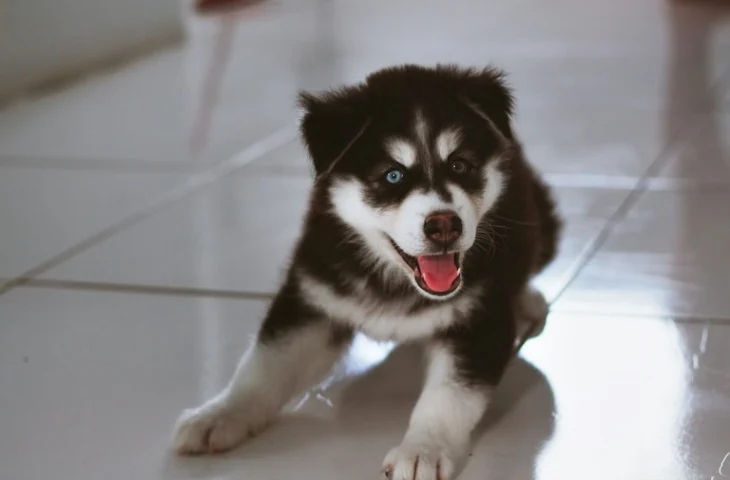 Apprendre à son chien à ne pas sauter sur les invités : conseils d&rsquo;éducateur