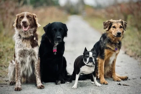 Chien de race ou croisé : comment choisir ? Conseils d’éducateur canin