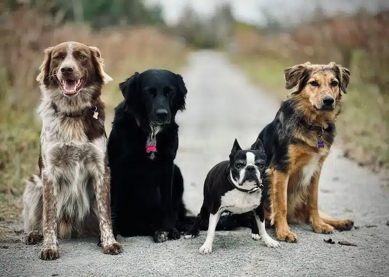 Comment choisir entre un chien de race et croisé