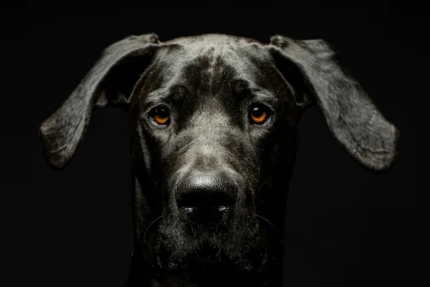 Mon chien a de la fièvre : reconnaître les signes et agir vite