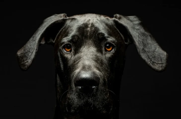 Mon chien a de la fièvre : reconnaître les signes et agir vite