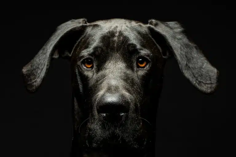 Mon chien a de la fièvre : que faire