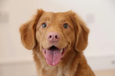 Mon chien a mauvaise haleine : causes, solutions et conseils