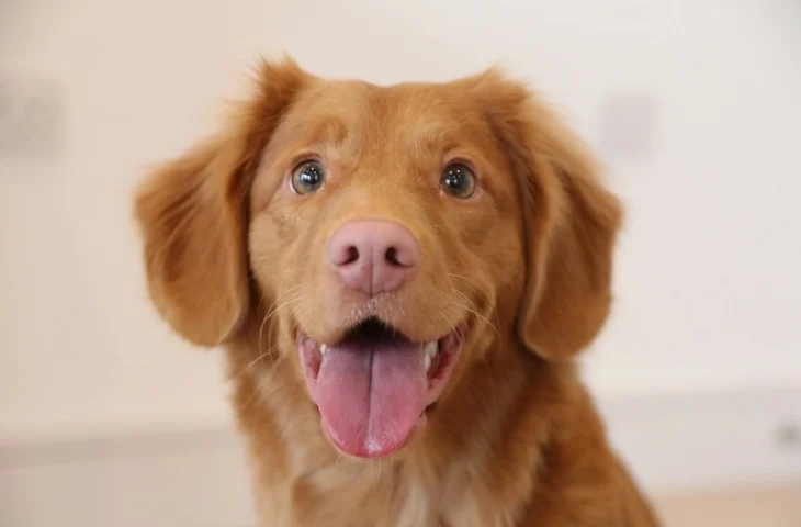 Mon chien a mauvaise haleine : causes, solutions et conseils