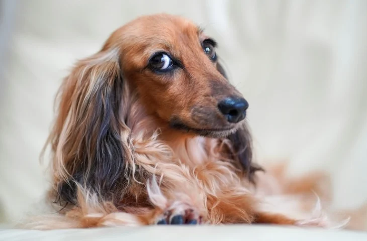 Otite chez le chien : soigner efficacement