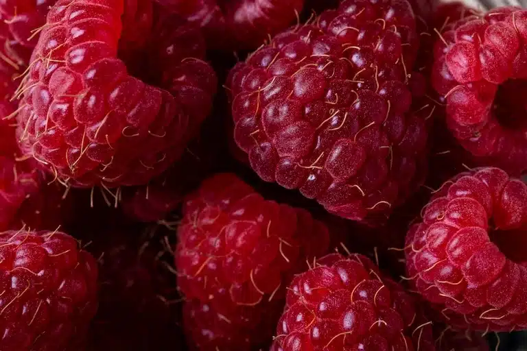 Framboises pour chien
