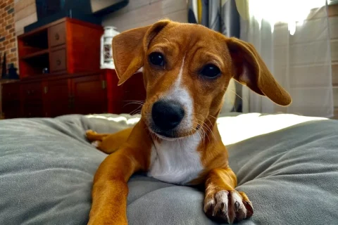 Pourquoi mon chien tourne-t-il en rond avant de s’allonger ? Explications