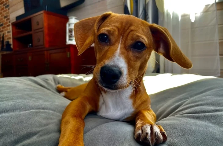 Pourquoi mon chien tourne-t-il en rond avant de s’allonger ? Explications