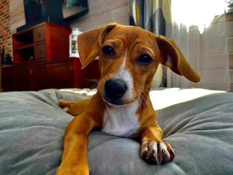 Mon chien tourne en fond avant de s'allonger : pourquoi