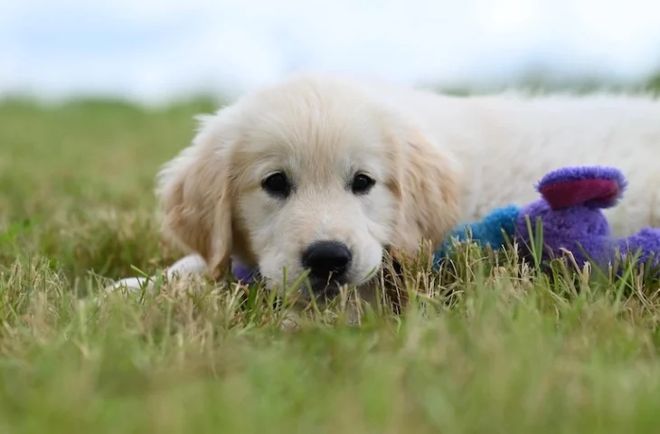 Premier chien : les erreurs de débutant à éviter absolument – Conseils éducateur canin