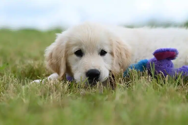 Les erreurs à éviter avec son premier chiens