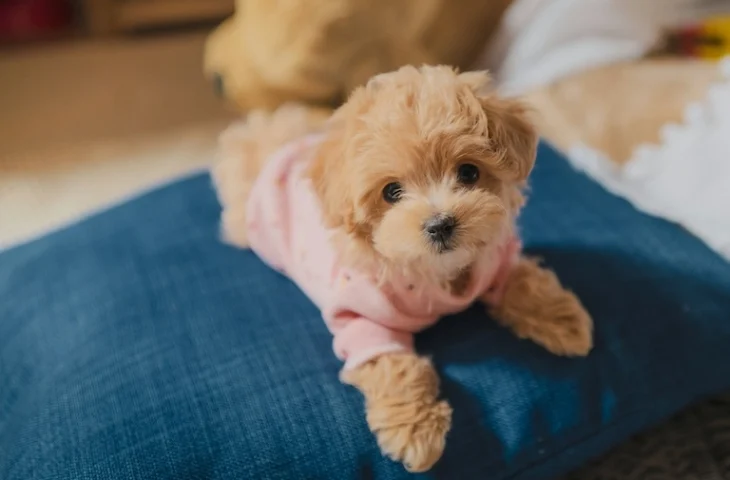 Comment apprendre à son chiot à rester seul sans stresser : conseils d&rsquo;éducateur