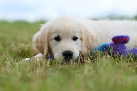 Premier chien : les erreurs de débutant à éviter absolument – Conseils éducateur canin